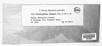 Chondropodiola falcispora image